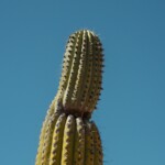 A tall cactus reaches toward a clear blue sky.