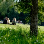 selective photo of grass field on parkr